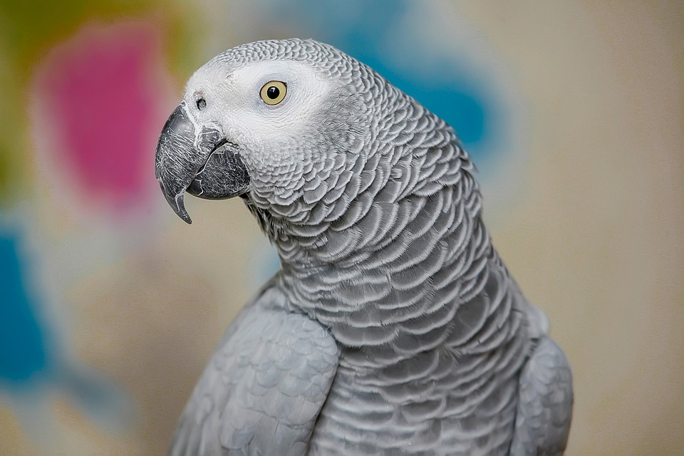 An African Grey Parrot